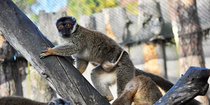 Chovají tu také několik druhů lemurů. Své oblíbence můžete sledovat i webkamerou.