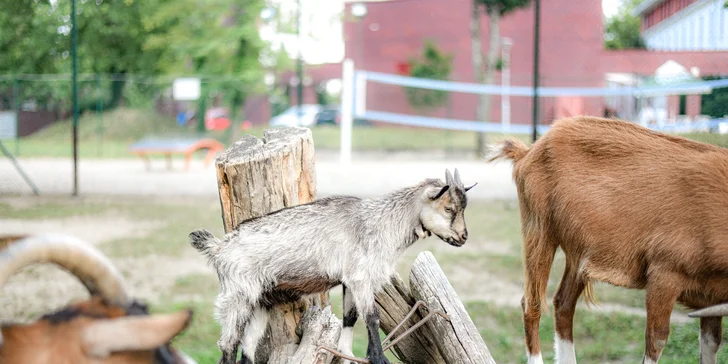 Hotelová mini ZOO a jej roztomilí obyvatelia. 