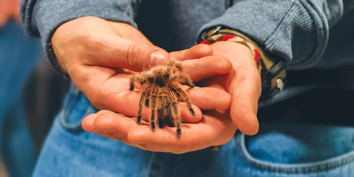 Výstavu najdete v polském městečku Miłków, do 10 minut jízdy od Karpacze.