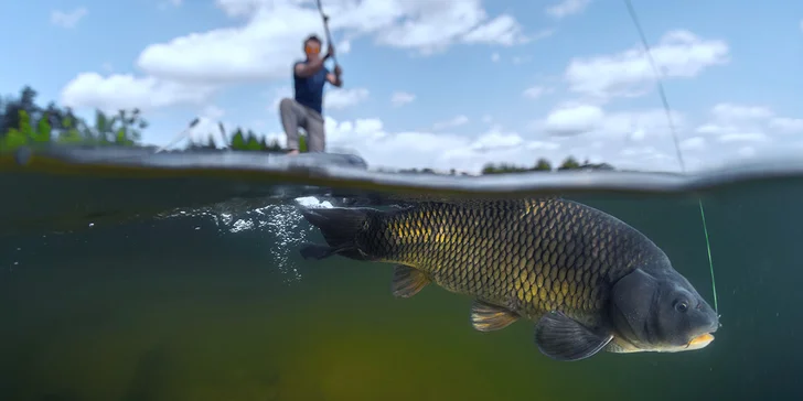 Na den rybářem: Kaprová povolenka "chyť a pusť"