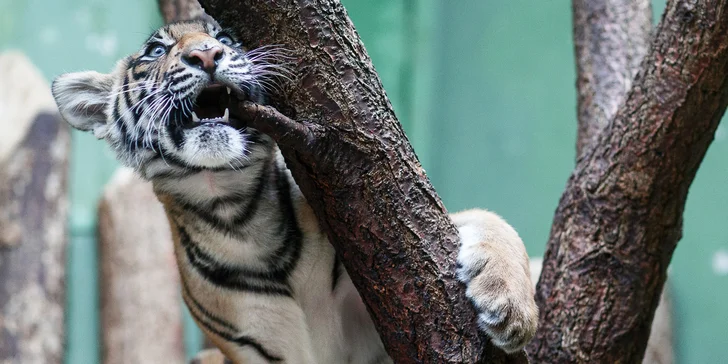 Chcete umět takhle parádně vyfotit třeba tygra? Není nic snazšího: přihlaste se do kurzu focení v zoo.