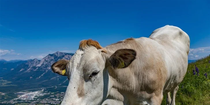 Slavnost shánění stád provází ještě tradiční trhy v městečku Almabtrieb Auffach, na kterých zkrátka nemůžete chybět.