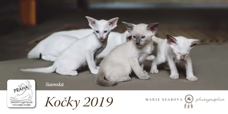 Pořídit si můžete také kočičí kalendář na rok 2019.