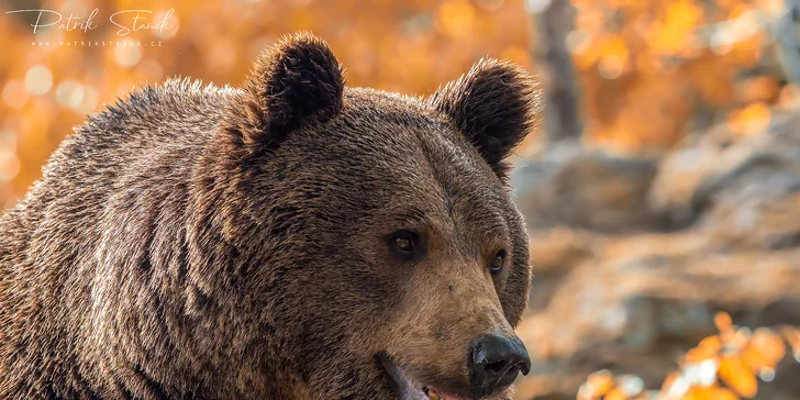 Budete mít možnost fotit zubry, vlky, medvědy, rysy i běžnější druhy lesní zvěře, jako jsou jeleni, divoká prasata nebo výři. 