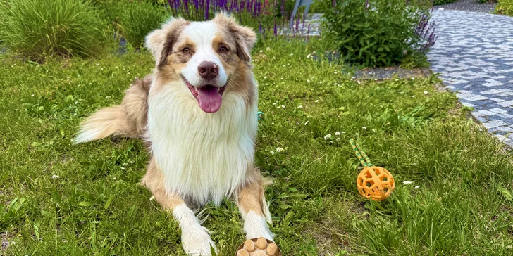 Zmrzka se vyrábí ve 4 příchutích – hovězí, kachní, krůtí a arašídová.