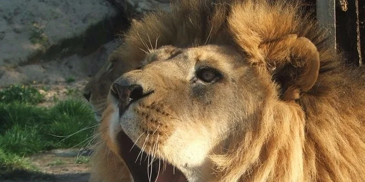 V pavilonu lvů už jdou na kutě, vy ale můžete pozorovat zdejší obyvatele při večerní prohlídce zoo.