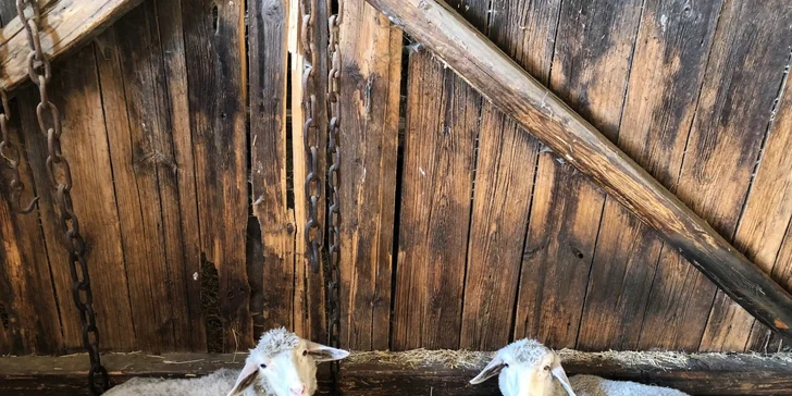 Uvidíte černé kozy a ovečky, králíčky, čarodějné slepičky, bažanty, hrdličky, perličky, ale také krysáky a myšáky, šváby, štěnice, červy a další zvířátka, havěť a potvůrky. 