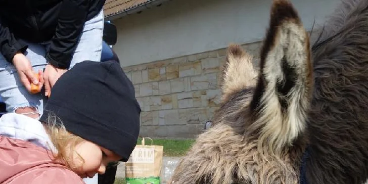 Oslíkům můžete přinést mrkvičku jako odměnu. 