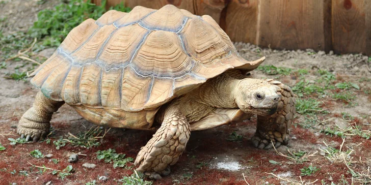Potkáte tu želvy, klokany, ovce a lemury, koně a oslíky i spoustu druhů ptáků. 