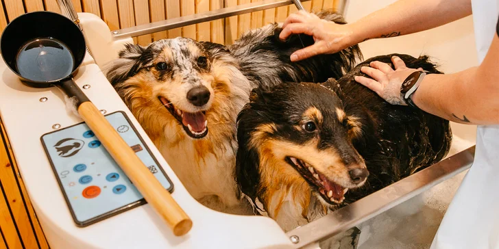 Psí salon Dog spa: vlastnoruční koupání i kompletní wellness procedura