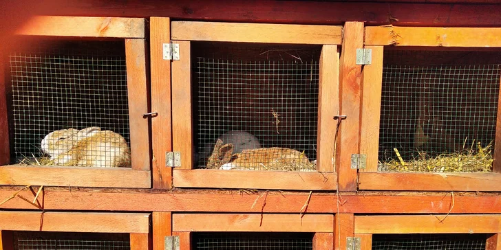 Čas samozřejmě bude i na krmení zvířátek v zoo koutku a procházku s poníkem či jízdu v sedle na velkém koni. 