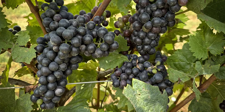 Adoptujte si vinohrad: na 1 rok vlastníkem kousku vinice, až 36 lahví vína