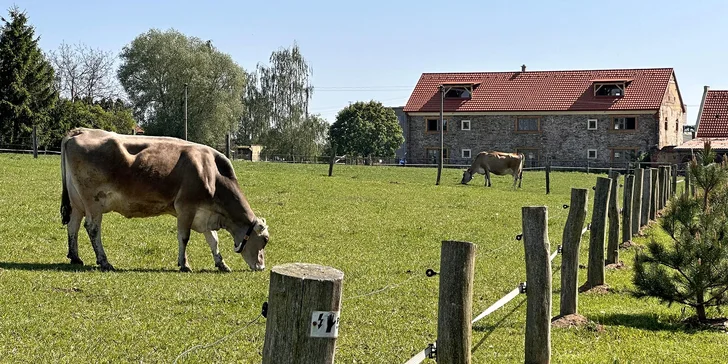 Tohle budou vaši sousedé - stany jsou vedle pastviny s krávami. 