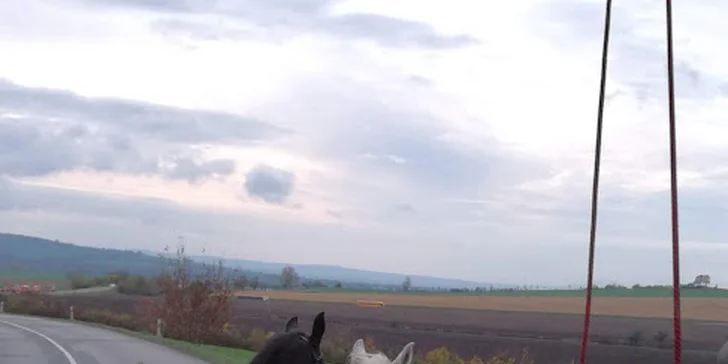 Na ranči chovají i Starokladrubské koně v jejich bílé i černé variantě. 
