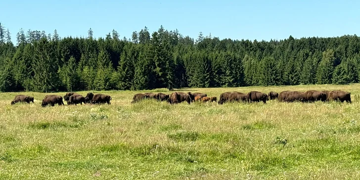 Bison Ranch v Rožnově je domovom majestátnych zvierat a ponúka príjemné ubytovanie.