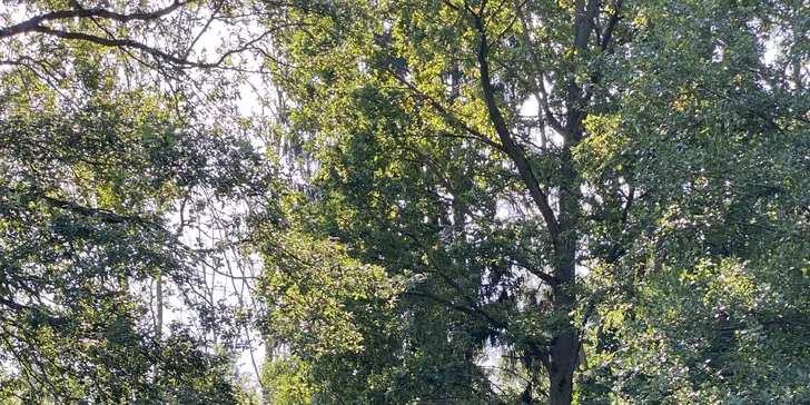V kempe vám na hodinu požičajú loďku. (Treehouse Manka)