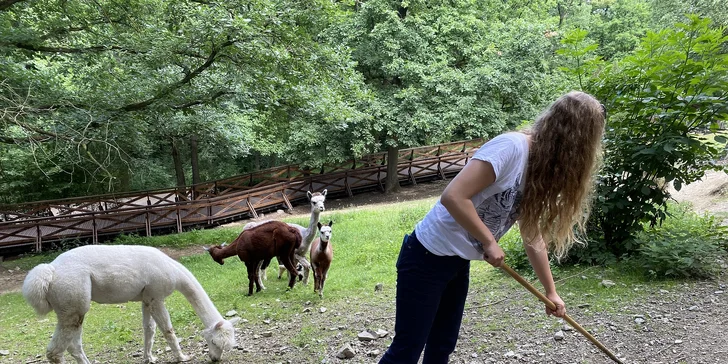 Zapojíte se do kondičního tréninku alpak.