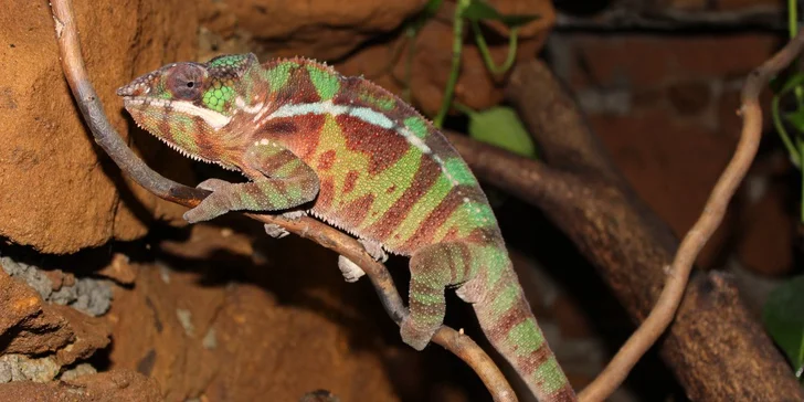 Chameleon se před vámi neschová.