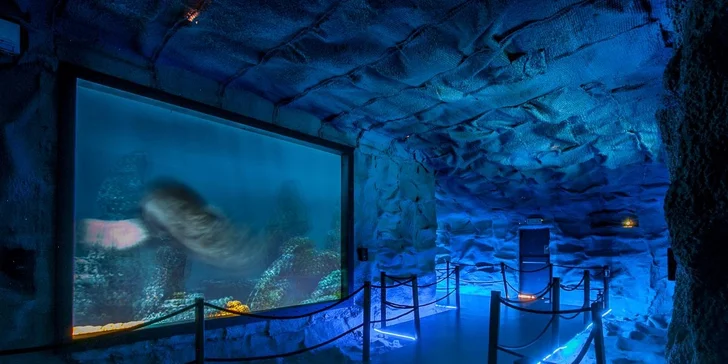 Prehistorické oceanárium je plné podivných tvorů. Poznáte např. plesiosaura.