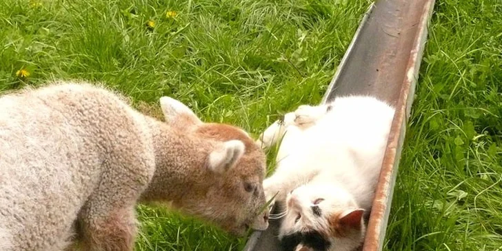 Idylka? Poznejte, jak se žije zvířátkům na farmě a zkuste si péči o kozy i o mléko a sýr.