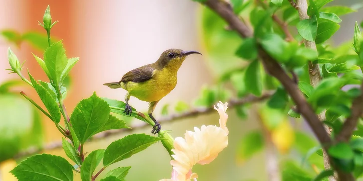 Sunbird, Thajsko.