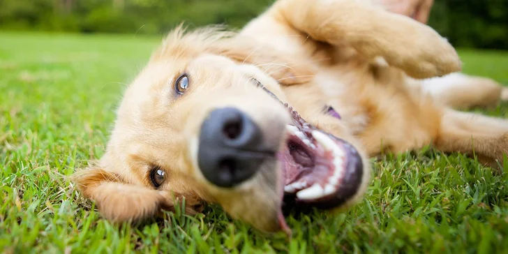 Jeden den v psí školce Dogpark
