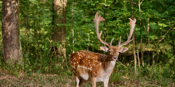 K nedalekému krmelci si chodí pro jídlo daňci i jiná zvířátka, takže když budete potichu, jistě je uvidíte. 