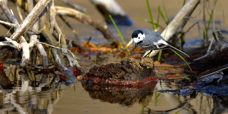 Fotit můžete v lese, u potoka, na louce, v parku nebo třeba z fotokrytu určeného pro fotografování divoce žijících zvířat (na fotce konipásek v zrcadle).