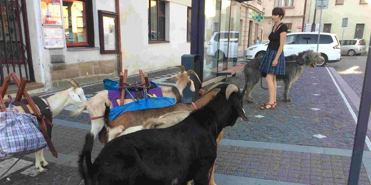 Tady vám totiž svěří kozu na až celý den a vy si s ní vyrazíte na procházku.