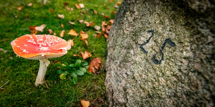 Ta se odehrává právě na precizně zastřižené trávě golfového hřiště.
