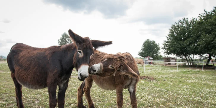 Vzácné plemeno – velký francouzský osel Poitou – je k viděni na farmě také.