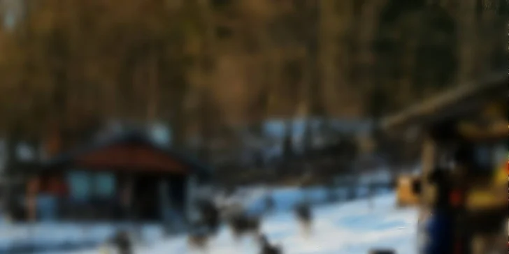 Seznámíte se s dalšími psy a způsobem jejich tréninku.