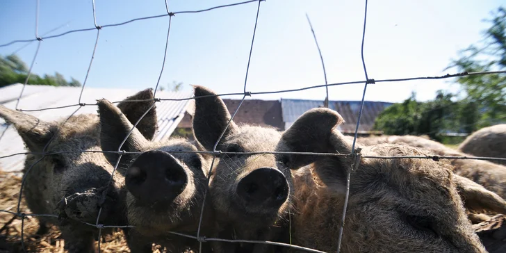 Statkář chová pastevním způsobem prasata plemene mangalica a ovce plemene suffolk.