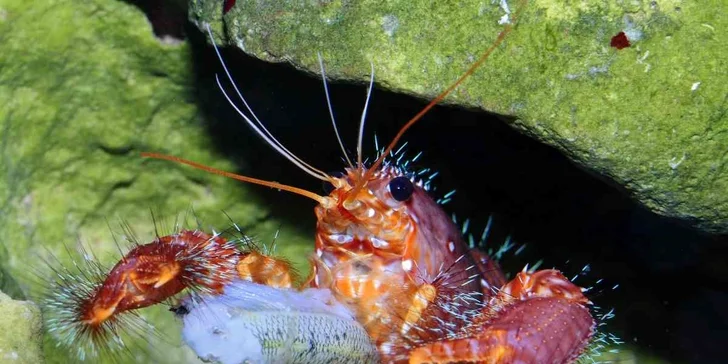 Rybky nejsou jediní obyvatelé zdejších akvárií. Žijí tu i krabíci, želvy nebo žraloci.
