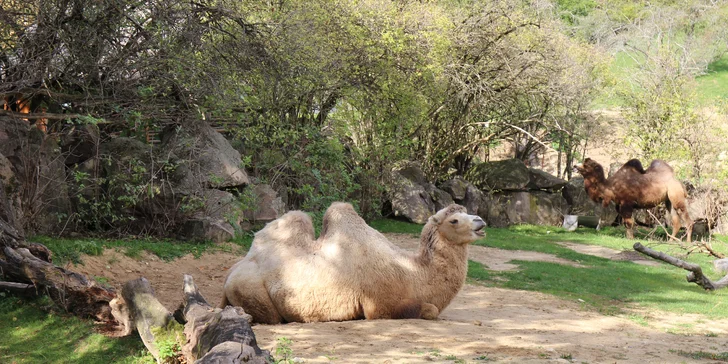 Navštivte i místní zoo. V rámci jednoho z balíčků budete mít přednostní vstupenky pro dvě osoby.