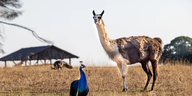 Vstup do safari parku není v ceně, platí se zvlášť. 