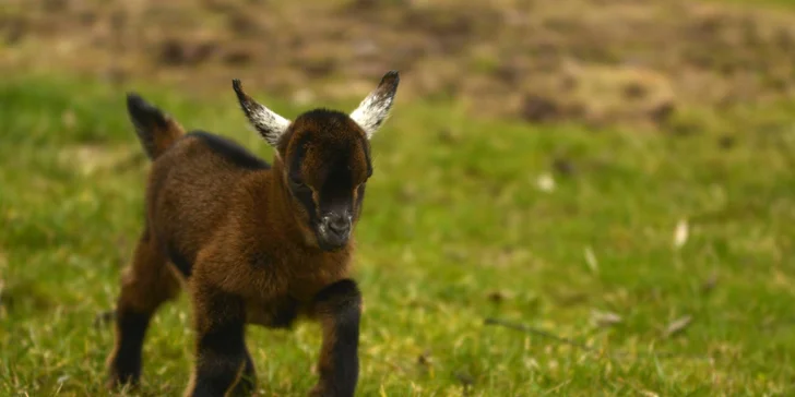 Užijí si tu ochočená zvířátka a poznají život na farmě.