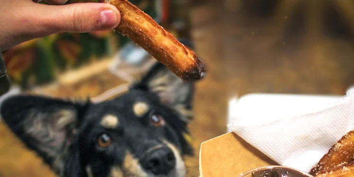 Dorazit můžete sami i ve dvou. A samozřejmě i se čtyřnohým parťákem. Pokud tedy vydržíte jeho loudění, ať mu dáte taky kousnout. 