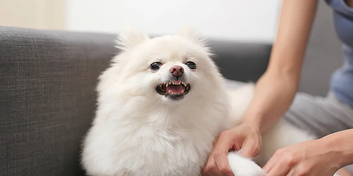 V nabídce najdete i variantu s přístupem do 4 výukových videokurzů.