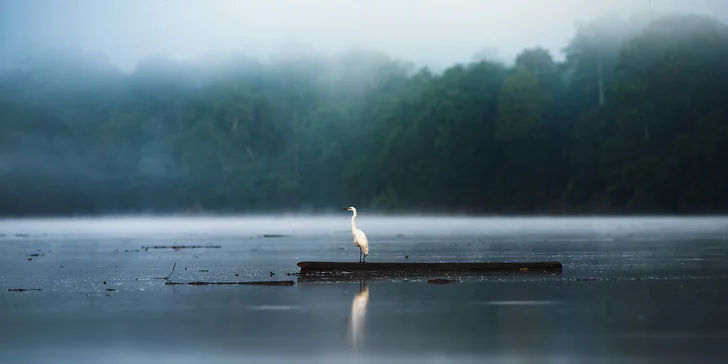Volavka, řeka Kinabatangan.