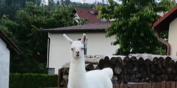 S roztomilými ušáky se můžete pomazlit, vyfotit na památku a vyzkoušíte si také krmení.