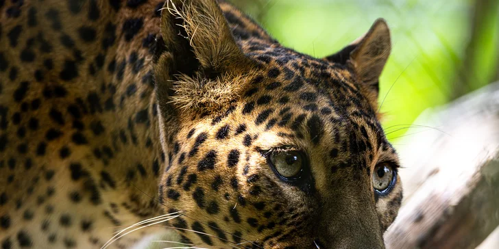 Délka kurzu je cca 3–6 hodin – liší se dle velikosti zoo a počtu účastníků. 