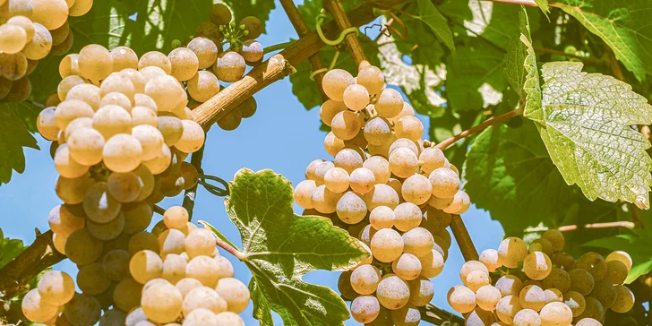 Čeká vás příběh o strachotickém vinaři, který ukryl svůj cenný poklad.