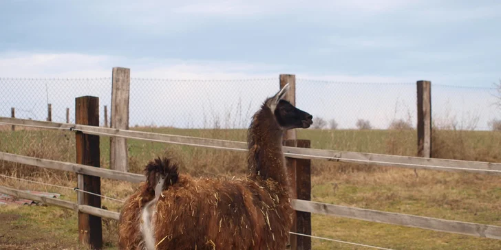 Pozdravit vás přijde třeba i lama Matěj.