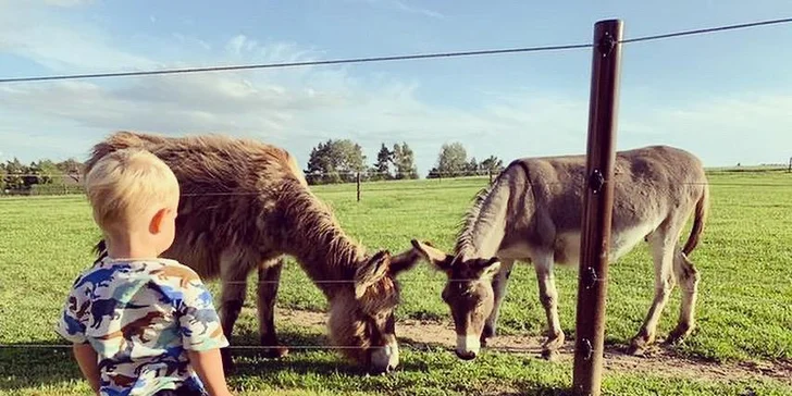 S oslíkem můžete strávit hodinku či dvě.
