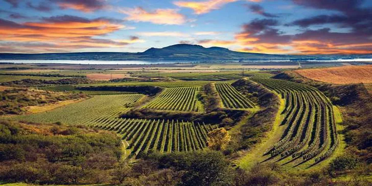 Budete žasnout nad tím, co úžasného se na našich vinicích urodilo.