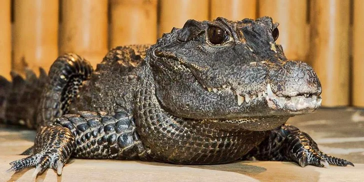 Zoo má skvělé hodnocení zákazníků.