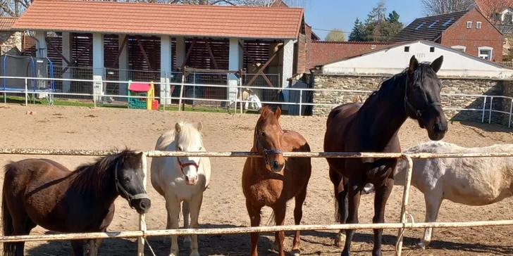 Poznejte život koní i poníků opravdu zblízka.