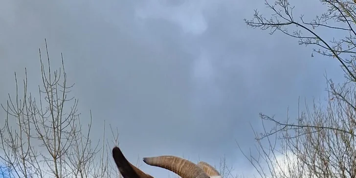 Nejprve se s kozou seznámíte, zvyknete si na ni a ona na vás. Pak už čapnete vodítko a vydáte se na krásnou prochajdu s pauzami na pasení. 