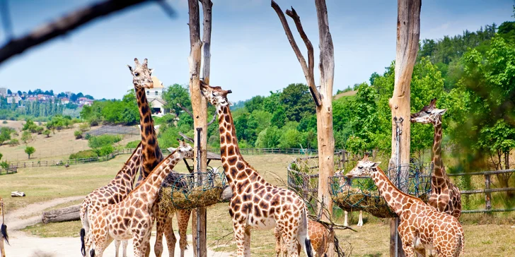 Pražská ZOO